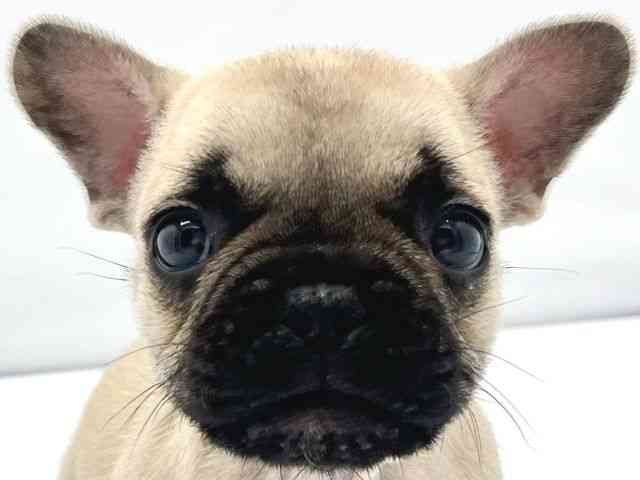 大阪府のフレンチブルドッグ (ひごペットフレンドリーイトーヨーカドー津久野店/2025年11月6日生まれ/男の子/フォーン)の子犬の1枚目の画像