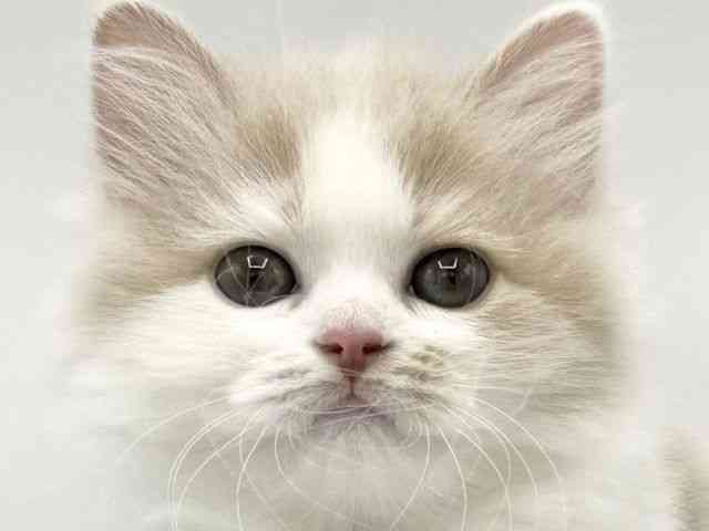 大阪府のサイベリアン (ひごペットフレンドリーららぽーとEXPOCITY店/2025年11月8日生まれ/女の子/カメオホワイト)の子猫の1枚目の画像