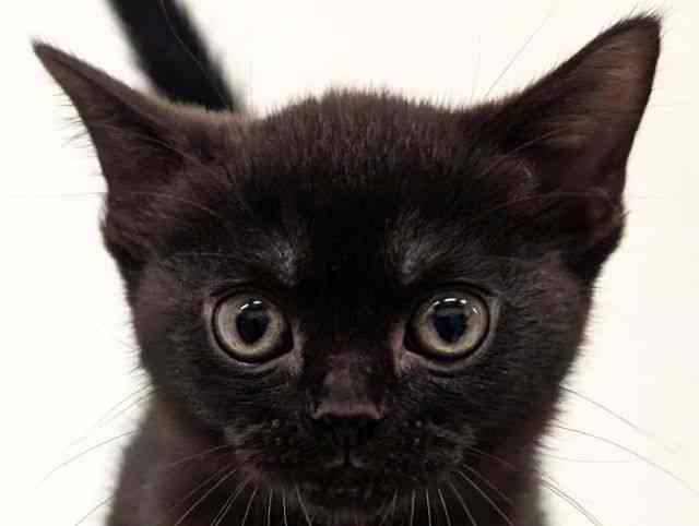 福岡県のボンベイ (ひごペットフレンドリーリバーウォーク北九州店/2025年11月8日生まれ/女の子/ブラック)の子猫の1枚目の画像