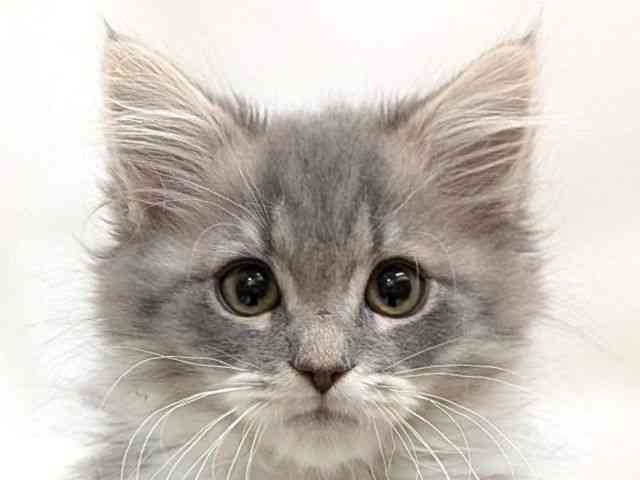 広島県のサイベリアン (ひごペットフレンドリーゆめタウン廿日市店/2025年11月9日生まれ/男の子/ブルータビーホワイト)の子猫の1枚目の画像