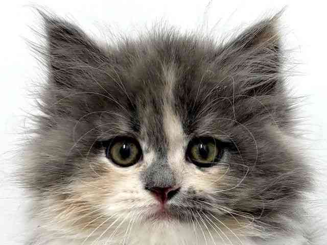 大阪府のサイベリアン (ひごペットフレンドリーベルファⅡ都島店/2025年11月9日生まれ/女の子/ダイリュートキャリコ)の子猫の1枚目の画像