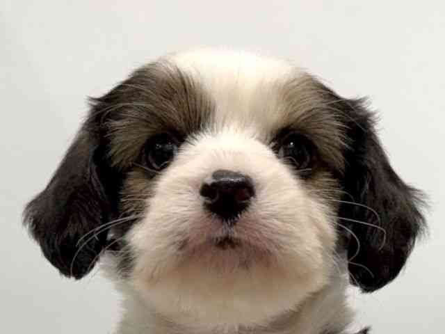 愛知県のハーフ犬・ミックス犬 (ひごペットフレンドリーヴィアモール アピタ江南西店/2025年11月8日生まれ/男の子/ブラウンホワイト)の子犬