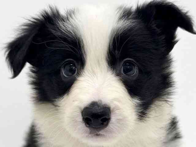 大阪府のボーダーコリー (ひごペットフレンドリーくずはモール店/2025年11月7日生まれ/男の子/ブラックホワイト)の子犬の1枚目の画像