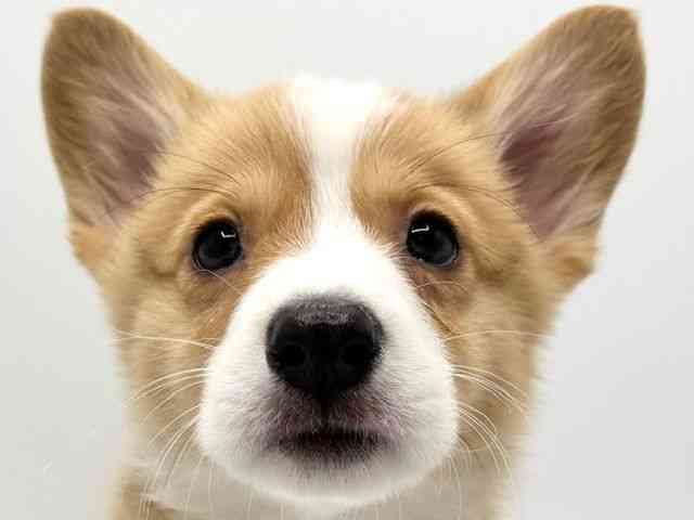 大阪府のウェルシュコーギーペンブローク (ひごペットフレンドリーみのおキューズモール店/2025年11月8日生まれ/男の子/セーブルホワイト)の子犬の1枚目の画像