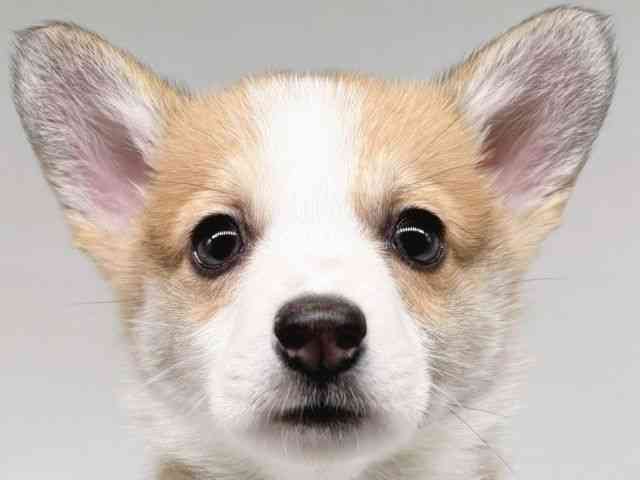 大阪府のウェルシュコーギーペンブローク (ひごペットフレンドリー瓜破店/2025年11月8日生まれ/男の子/セーブルホワイト)の子犬の1枚目の画像