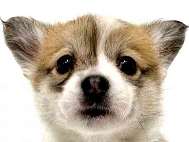 大阪府のウェルシュコーギーペンブローク (ひごペットフレンドリーイオン高槻店/2025年11月8日生まれ/女の子/セーブルホワイト)の子犬