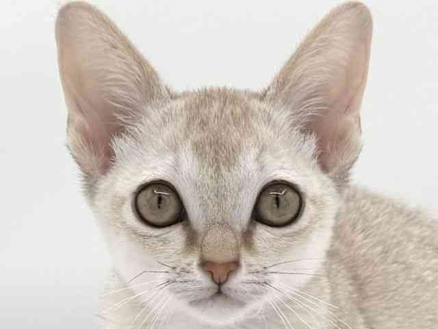 大阪府のシンガプーラ (ひごペットフレンドリーイオンそよら海老江店/2025年11月9日生まれ/男の子/セピアアグーティ)の子猫