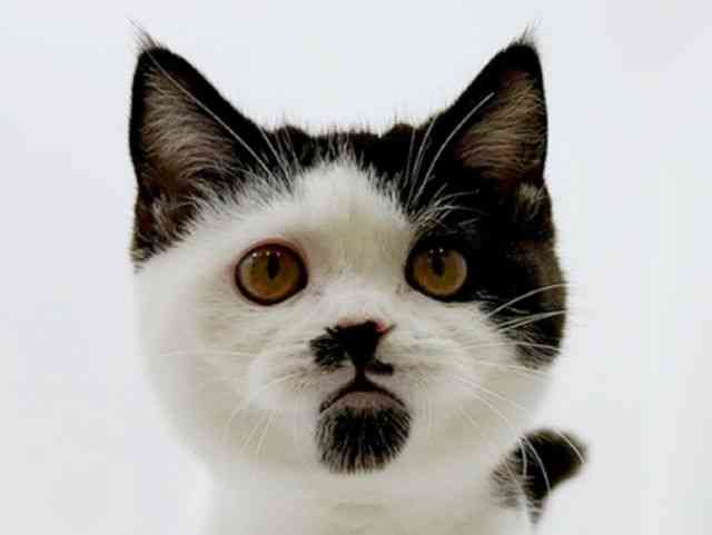 広島県のブリティッシュショートヘアー (ひごペットフレンドリーフジグラン神辺店/2025年11月9日生まれ/女の子/ブラックホワイト)の子猫の1枚目の画像