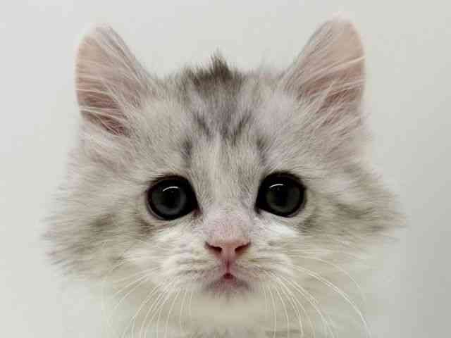 兵庫県のサイベリアン (ひごペットフレンドリーブルメールHAT神戸店/2025年10月29日生まれ/男の子/シルバータビーホワイト)の子猫の1枚目の画像