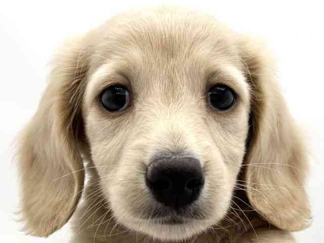 兵庫県のミニチュアダックスフンド(ロング) (ひごペットフレンドリークラウンパーク伊丹店/2025年11月7日生まれ/男の子/イエロー)の子犬の1枚目の画像