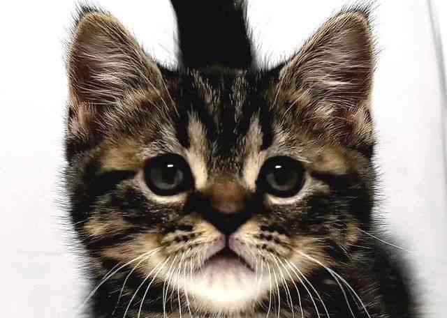 奈良県のマンチカン (ひごペットフレンドリー奈良パワーシティ店/2025年11月7日生まれ/男の子/ブラウンタビー)の子猫