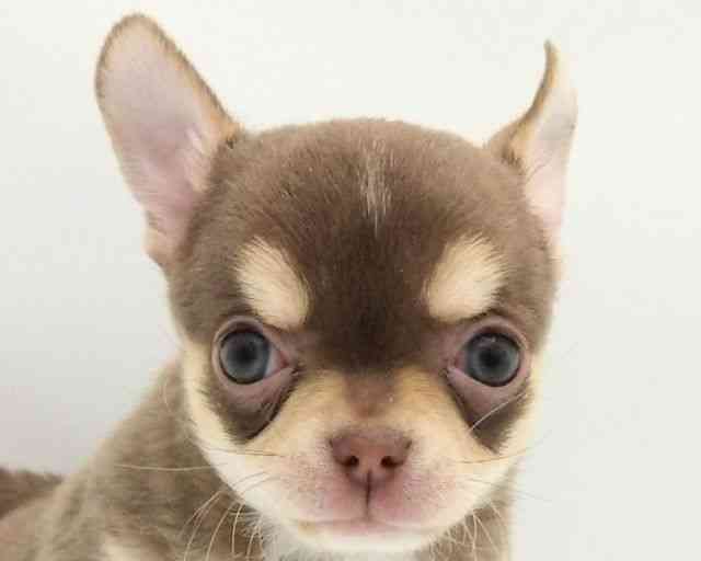 兵庫県のチワワ(スムース) (ひごペットフレンドリークラウンパーク伊丹店/2025年11月8日生まれ/男の子/チョコレートタンホワイト)の子犬の1枚目の画像