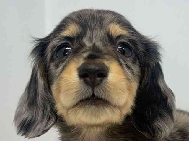 大阪府のミニチュアダックスフンド(ロング) (ひごペットフレンドリーセブンパーク天美店/2025年11月9日生まれ/男の子/シルバーダップル)の子犬の1枚目の画像