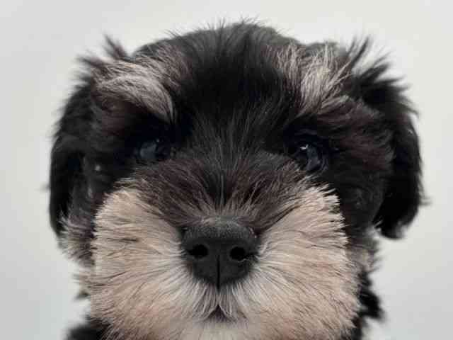 島根県のミニチュアシュナウザー (ひごペットフレンドリーイオン松江ショッピングセンター店/2025年11月9日生まれ/女の子/ブラックシルバー)の子犬の1枚目の画像