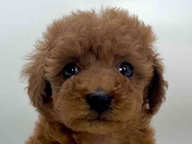 島根県のトイプードル(トイ) (ひごペットフレンドリーイオンモール出雲店/2025年11月9日生まれ/女の子/レッド)の子犬の1枚目の画像