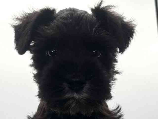 愛知県のミニチュアシュナウザー (ひごペットフレンドリープライムツリー赤池店/2025年11月8日生まれ/女の子/ソルトペッパー)の子犬の1枚目の画像