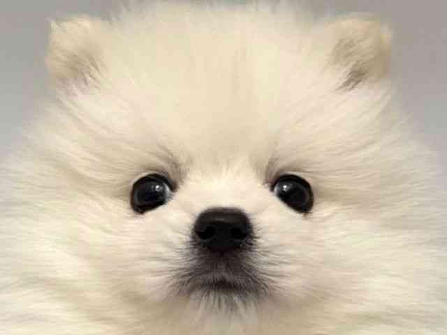 大阪府のハーフ犬・ミックス犬 (ひごペットフレンドリー岸和田店/2025年11月6日生まれ/男の子/クリーム)の子犬の1枚目の画像