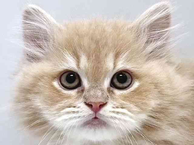 奈良県のラガマフィン (ひごペットフレンドリー奈良パワーシティ店/2025年11月7日生まれ/男の子/クリームタビーホワイト)の子猫の1枚目の画像