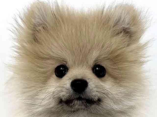 大阪府のポメラニアン (ひごペットフレンドリーベルファⅡ都島店/2025年11月7日生まれ/男の子/クリームセーブル)の子犬の1枚目の画像