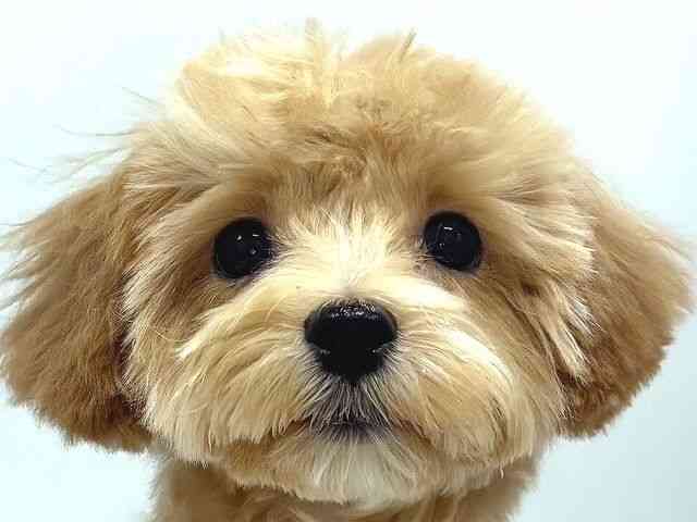 奈良県のマルプー(マルチーズ×プードル) (ひごペットフレンドリー奈良パワーシティ店/2025年11月8日生まれ/男の子/アプリコット)の子犬の1枚目の画像