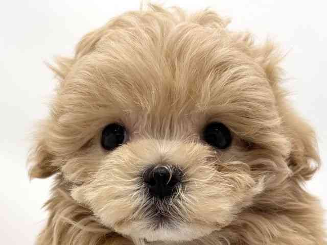 兵庫県のマルプー(マルチーズ×プードル) (ひごペットフレンドリークラウンパーク伊丹店/2025年11月8日生まれ/男の子/アプリコット)の子犬の1枚目の画像