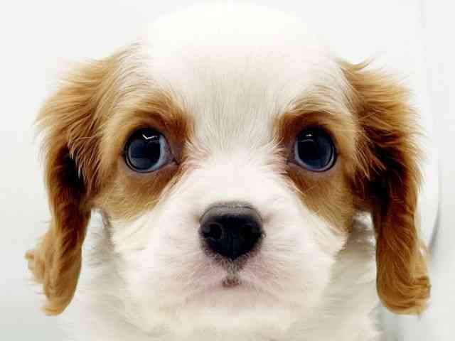 兵庫県のキャバリアキングチャールズスパニエル (ひごペットフレンドリーコロワ甲子園店/2025年11月5日生まれ/男の子/ブレンハイム)の子犬の1枚目の画像