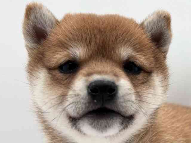 島根県の柴犬(標準サイズ) (ひごペットフレンドリーイオン松江ショッピングセンター店/2025年11月8日生まれ/女の子/赤)の子犬の1枚目の画像