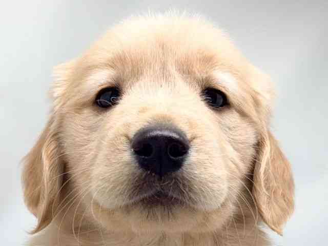 京都府のゴールデンレトリバー (ひごペットフレンドリー洛北阪急スクエア店/2025年11月7日生まれ/女の子/ゴールデン)の子犬の1枚目の画像