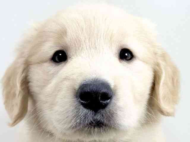 京都府のゴールデンレトリバー (ひごペットフレンドリーイズミヤショッピングセンター八幡店/2025年11月7日生まれ/女の子/ゴールデン)の子犬