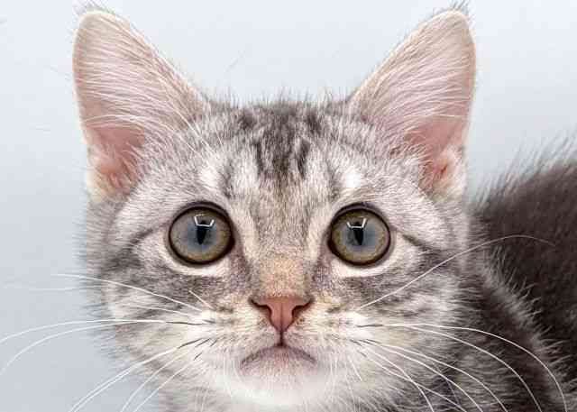 島根県のアメリカンショートヘアー (ひごペットフレンドリーイオン松江ショッピングセンター店/2025年11月1日生まれ/男の子/ブルータビー)の子猫の1枚目の画像