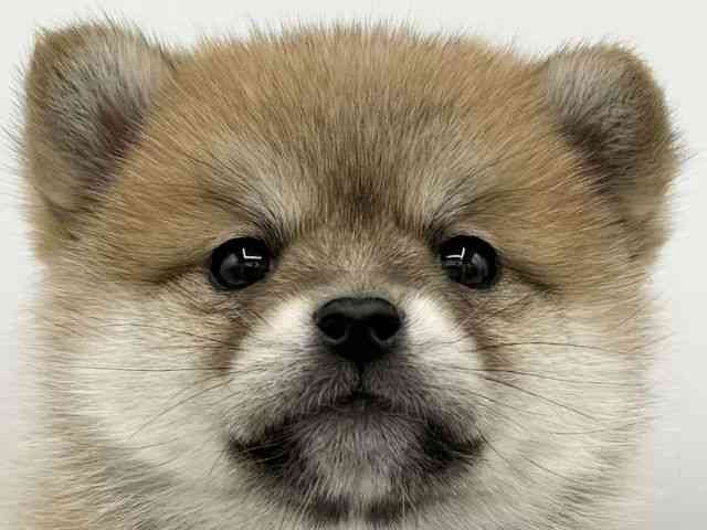 大阪府のポメ柴/豆ポメ/ポメ豆柴(ポメラニアン×柴犬) (ひごペットフレンドリーららぽーとEXPOCITY店/2025年11月8日生まれ/男の子/赤)の子犬の1枚目の画像