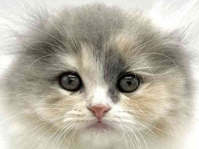 大阪府のアメリカンカール (ひごペットフレンドリーららぽーとEXPOCITY店/2025年11月9日生まれ/女の子/ダイリュートキャリコ)の子猫の1枚目の画像