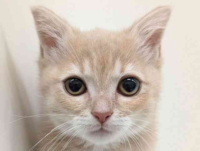 福岡県のマンチカン (ひごペットフレンドリーリバーウォーク北九州店/2025年11月8日生まれ/女の子/クリームタビー)の子猫の1枚目の画像