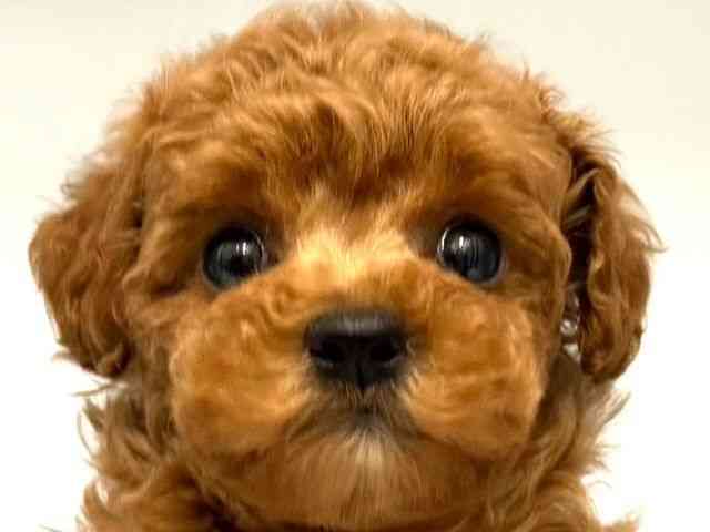 大阪府のトイプードル(トイ) (ひごペットフレンドリー岸和田店/2025年11月5日生まれ/女の子/レッド)の子犬の1枚目の画像