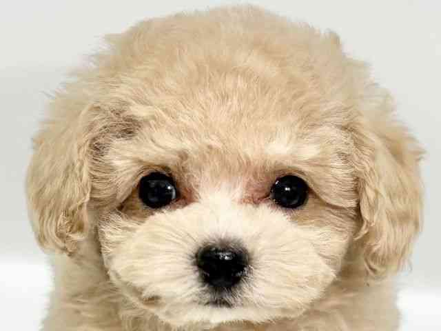 大阪府のトイプードル(トイ) (ひごペットフレンドリーイオンタウン豊中庄内店/2025年11月5日生まれ/女の子/アプリコット)の子犬の1枚目の画像