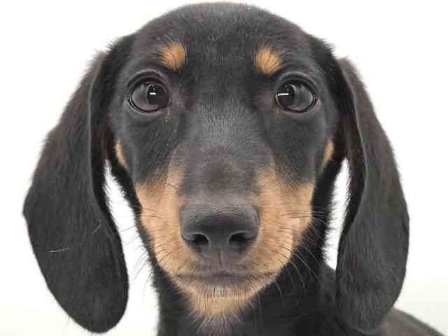 大阪府のミニチュアダックスフンド(スムース) (ひごペットフレンドリーイオンそよら海老江店/2025年11月8日生まれ/女の子/ブラックタン)の子犬の1枚目の画像