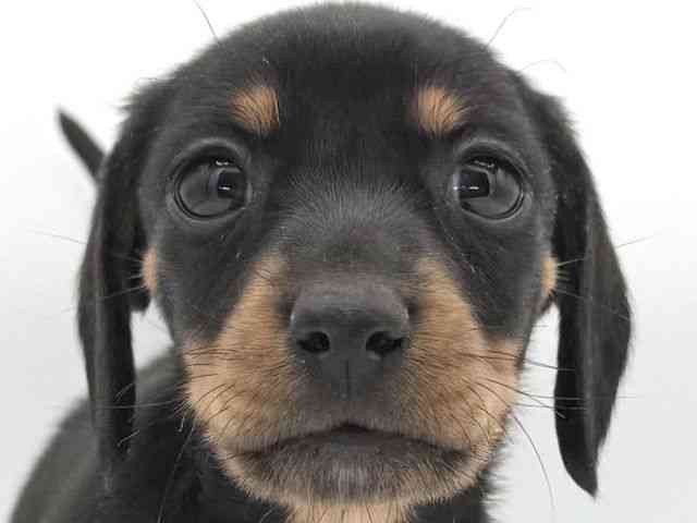 大阪府のミニチュアダックスフンド(スムース) (ひごペットフレンドリーイオンそよら海老江店/2025年11月8日生まれ/女の子/ブラックタン)の子犬