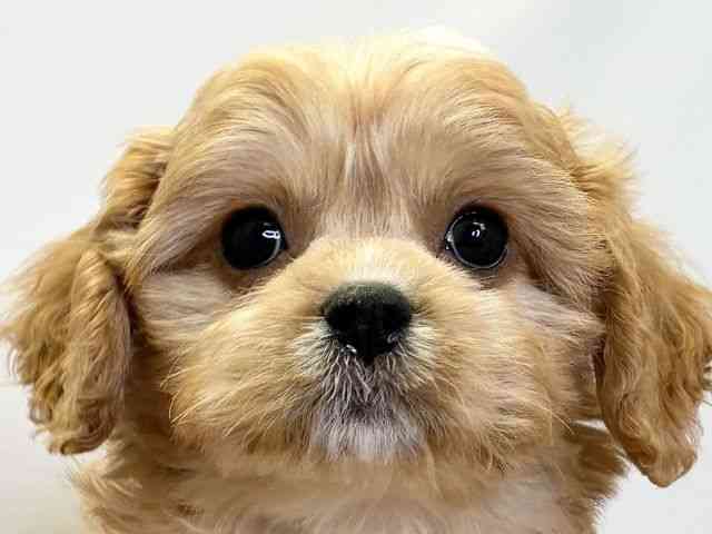 愛媛県のキャバプー(キャバリア×プードル) (ひごペットフレンドリーエミフルMASAKI店/2025年11月7日生まれ/男の子/ブレンハイム)の子犬の1枚目の画像