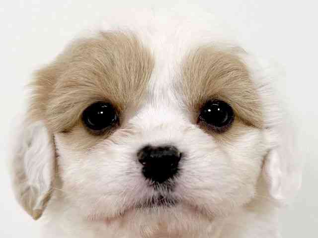 京都府のキャバプー(キャバリア×プードル) (ひごペットフレンドリーイズミヤショッピングセンター八幡店/2025年11月7日生まれ/女の子/ブレンハイム)の子犬の1枚目の画像