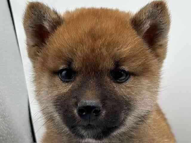 香川県の柴犬(標準サイズ) (ひごペットフレンドリーゆめタウン高松店/2025年11月8日生まれ/男の子/赤)の子犬の1枚目の画像