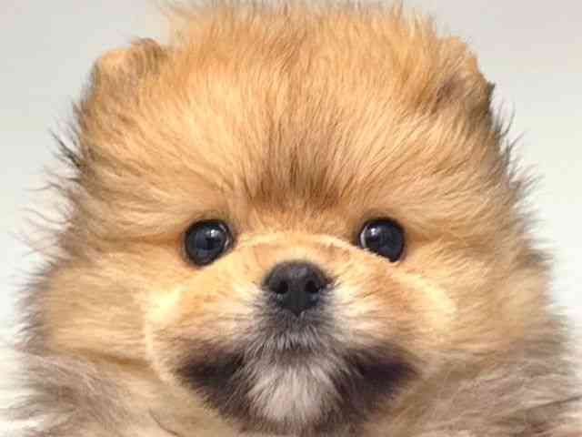 大阪府のポメラニアン (ひごペットフレンドリー岸和田店/2025年11月8日生まれ/女の子/オレンジ)の子犬の1枚目の画像