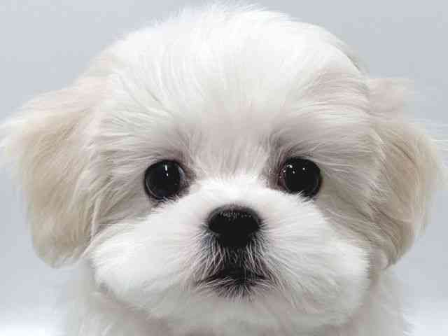 京都府のペキマル/マルペキ(ペキニーズ×マルチーズ) (ひごペットフレンドリー京都店/2025年11月7日生まれ/女の子/クリーム)の子犬の1枚目の画像