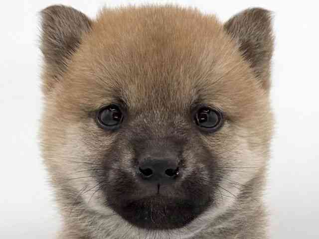 大阪府の柴犬(標準サイズ) (ひごペットフレンドリーイオンそよら海老江店/2025年11月8日生まれ/男の子/赤)の子犬