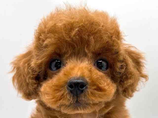 奈良県のトイプードル(トイ) (ひごペットフレンドリー田原本店/2025年11月7日生まれ/男の子/レッド)の子犬の1枚目の画像