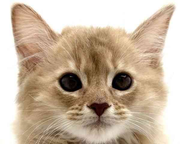 兵庫県のソマリ (ひごペットフレンドリークラウンパーク伊丹店/2025年11月5日生まれ/女の子/フォーン)の子猫の1枚目の画像