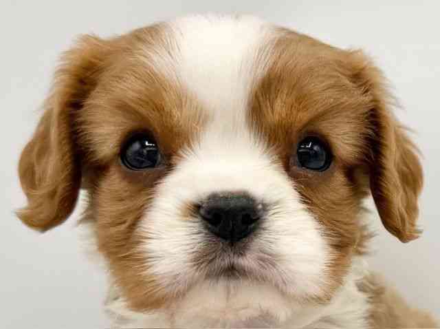 大阪府のキャバリアキングチャールズスパニエル (ひごペットフレンドリーららぽーとEXPOCITY店/2025年11月8日生まれ/男の子/ブレンハイム)の子犬の1枚目の画像