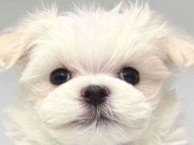 大阪府のハーフ犬・ミックス犬 (ひごペットフレンドリー岸和田店/2025年11月8日生まれ/女の子/ホワイト)の子犬