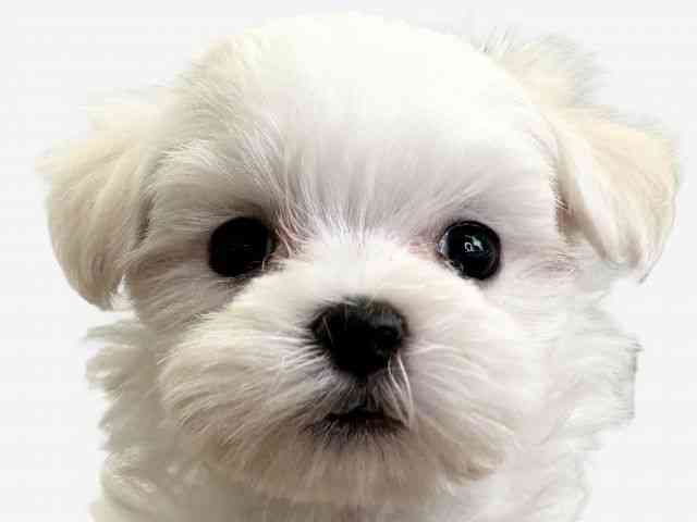 愛媛県のハーフ犬・ミックス犬 (ひごペットフレンドリーエミフルMASAKI店/2025年11月8日生まれ/女の子/ホワイト)の子犬の1枚目の画像