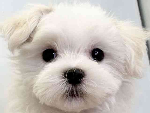 愛媛県のハーフ犬・ミックス犬 (ひごペットフレンドリーエミフルMASAKI店/2025年11月8日生まれ/女の子/ホワイト)の子犬の1枚目の画像