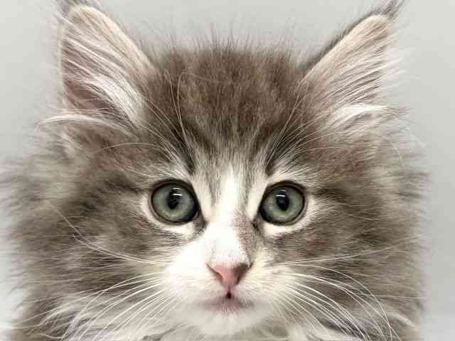 京都府のノルウェージャンフォレストキャット (ひごペットフレンドリー京都店/2025年11月7日生まれ/女の子/ブルータビーホワイト)の子猫の1枚目の画像